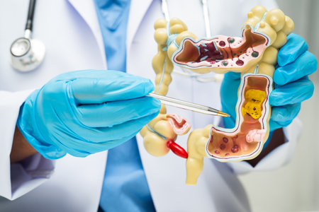 Intestine, doctor holding human anatomy model for study diagnosis and treatment in hospital.