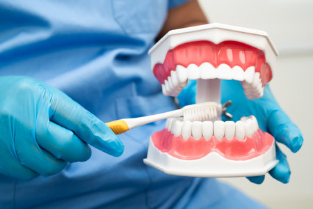 Doctor clean teeth denture with toothbrush for teach patient and dentist studying about dentistry.