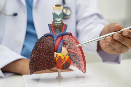 Pneumonia, lung cancer, Asian doctor holding human anatomy model for study diagnosis and treatment...
