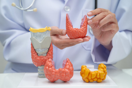 Hyperthyroidism, Overactive Thyroid, Thyroid Lymphoma, Asian doctor with thyroid gland human anatomy model in hospital.の写真素材
