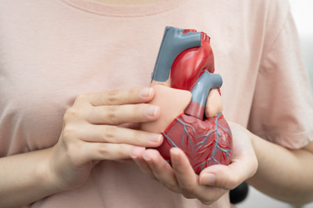 Cardiovascular disease CVD, Asian woman with heart human anatomy model.