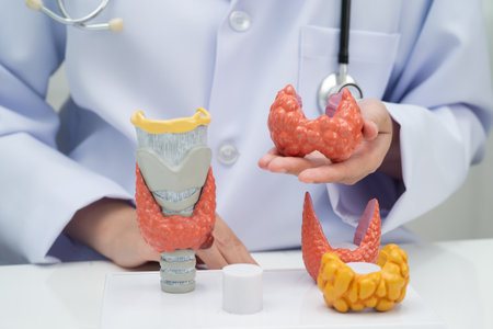 Asian doctor with thyroid gland human anatomy model in hospital.