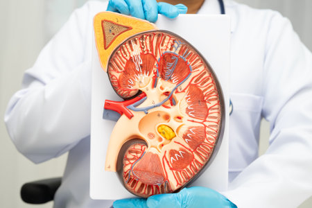 Chronic kidney disease, doctor with model for treatment urinary system, urology, Estimated...