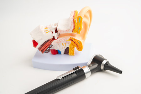 Otoscope with model for audiologist or ENT doctor use otoscope checking ear and treat hearing loss problem.の写真素材