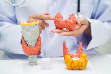 Hyperthyroidism, Overactive Thyroid, Thyroid Lymphoma, Asian doctor with thyroid gland human anatomy...