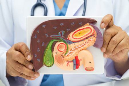 Liver with gallbladder, pancreas spleen and duodenum, Asian doctor holding human anatomy model for study diagnosis and treatment in hospital.の写真素材