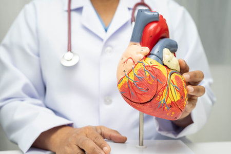 Cardiovascular disease CVD, doctor with heart human model anatomy for treatment patient in hospital.の写真素材