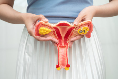 Uterus, Asian woman holding human anatomy model.の写真素材
