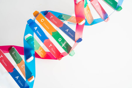 DNA molecule spiral structure model isolated on white background, chromosome and gene chemical science biology.の写真素材