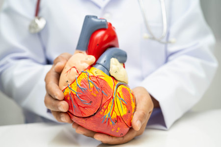Cardiovascular disease CVD, doctor with heart human model anatomy for treatment patient in hospital.の写真素材