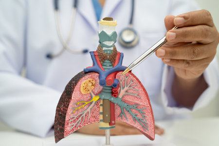 Pneumonia, lung cancer, Asian doctor holding human anatomy model for study diagnosis and treatment in hospital.の写真素材