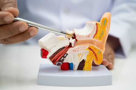 Asian doctor holding human ear model to learn and treat hearing loss in patient.