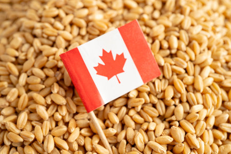 Canada flag with Wheat and grains ears agricultural, organic farm.の写真素材