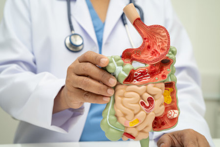 Digestive system with stomach and intestine, Asian doctor holding human anatomy model for study diagnosis and treatment in hospital.の写真素材