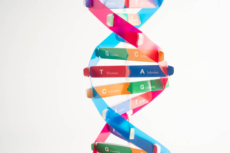 DNA molecule spiral structure model isolated on white background, chromosome and gene chemical science biology.の写真素材