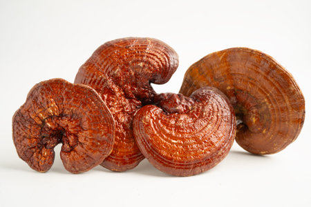 Lingzhi or Reishi mushroom isolated on white background with clipping path.