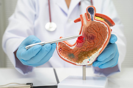Stomach disease, doctor with anatomy model for study diagnosis and treatment in hospital.の写真素材