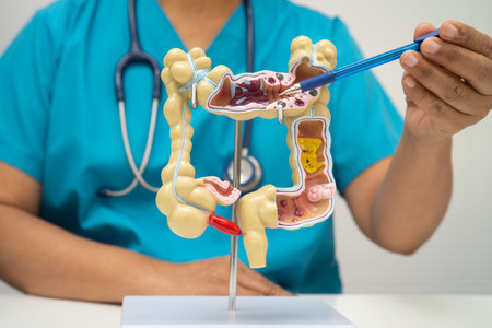 Intestine, doctor holding human anatomy model for study diagnosis and treatment in hospital.