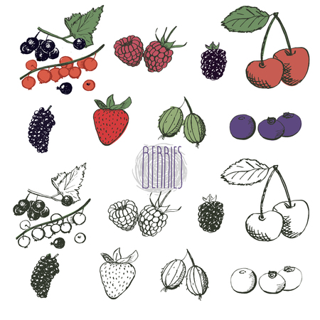 Hand drawn set of berries in vector. Vintage berries sketch. Currant, raspberry, blueberry, cherry, mulberry, gooseberry, strawberry, bilberry. Elements for menu design.のイラスト素材