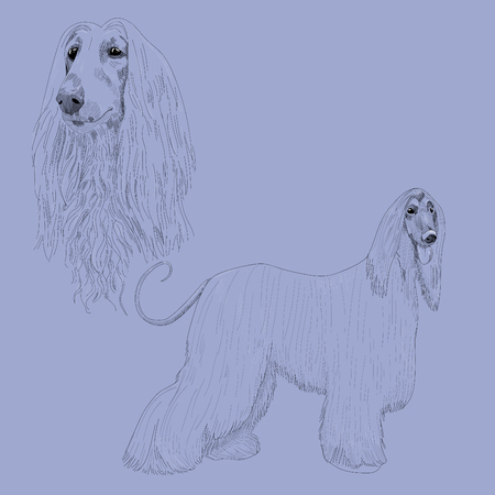 Afghan hound sketch.のイラスト素材