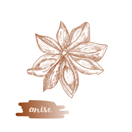 Anise star spice vector illustration.のイラスト素材