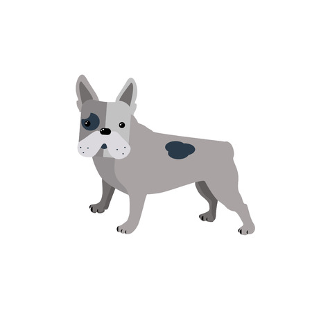 French bulldog vector illustration.のイラスト素材