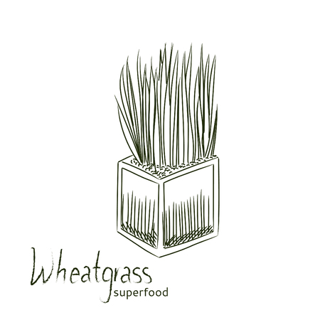 Wheat grass hand drawn sketch isolated on white background.のイラスト素材