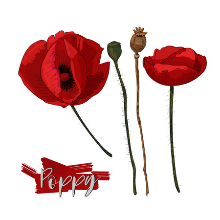 Poppy flowers, heads and lettering vector illustration.のイラスト素材