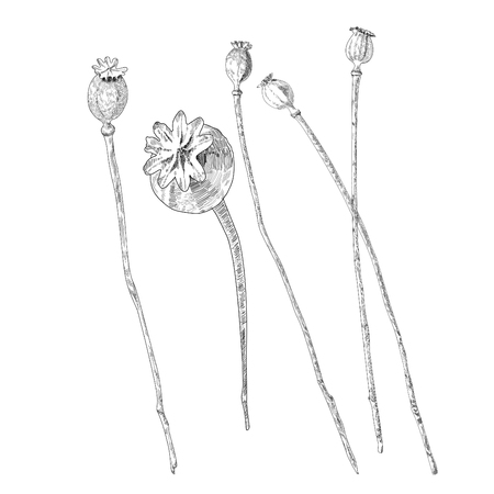 Poppies isolated on white background.のイラスト素材