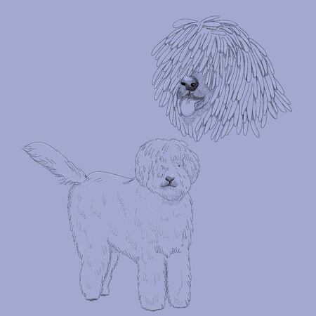 Hungarian shepherd hand drawn portrait.のイラスト素材