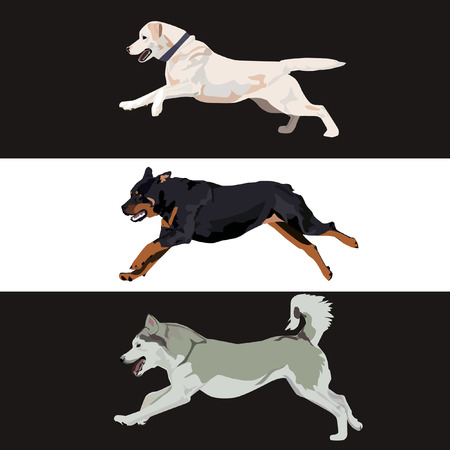 Rottweiler, labrador and husky dogs are running.のイラスト素材