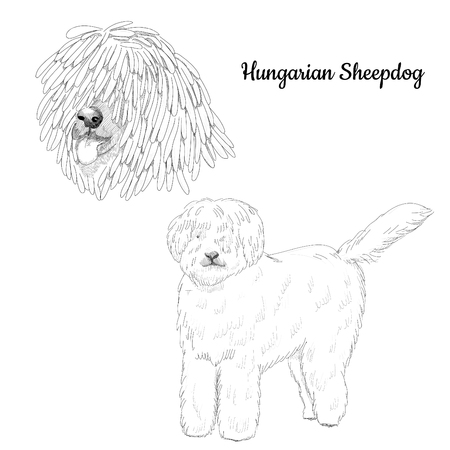 Hungarian shepherd hand drawn portrait.のイラスト素材