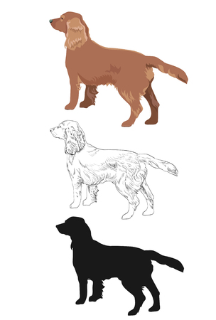 Cocker spaniel in three different styles isolated on white background. Side view of russian cocker spaniel dog.のイラスト素材