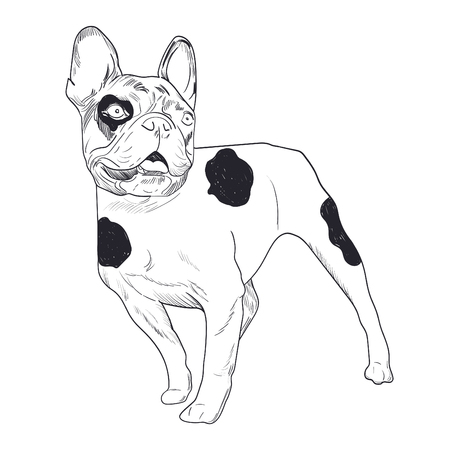 Spotted dogのイラスト素材