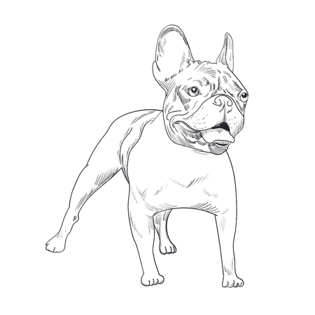 Dog artistic outline illustrationのイラスト素材