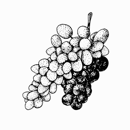 Grapevine isolated on white background. Ripe grape hand drawn sketch.のイラスト素材
