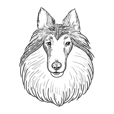 Sheltie hand drawn sketch.のイラスト素材