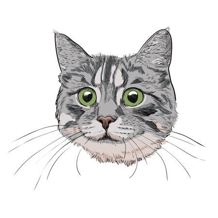 Cute kitty head hand drawn illustration. Cat face with long whiskers isolated on white background.のイラスト素材