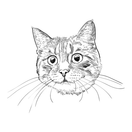 Cute kitty head hand drawn sketch. Cat face with long whiskers isolated on white background.