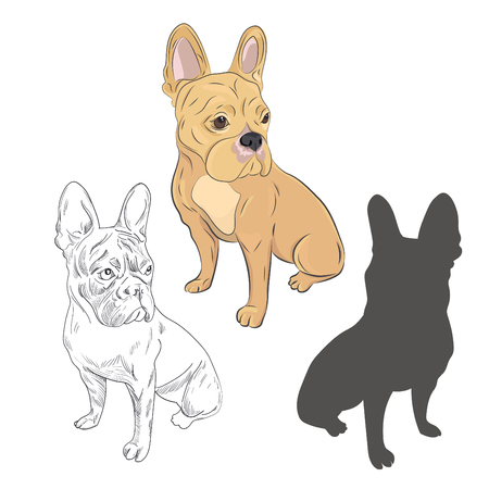 Beige french bulldog sitting isolated on white background.のイラスト素材