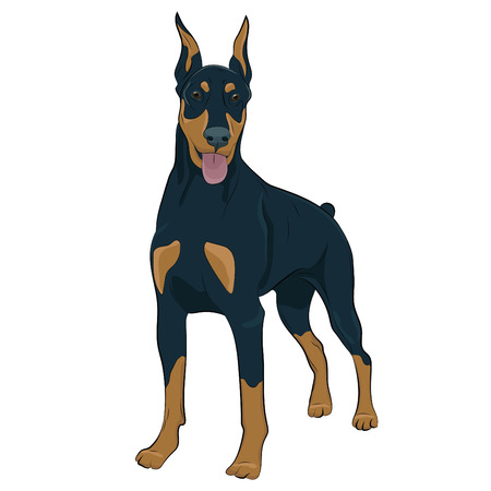 Dobermann standing and panting with tongue out. Watchdog for your design.のイラスト素材