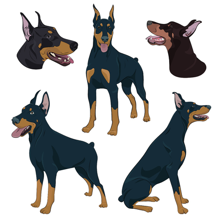 Doberman Pinscher set isolated vector illustrationのイラスト素材