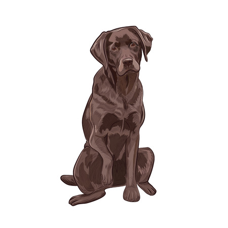 Chocolate labrador sitting and giving a paw. Brown dog isolated on white background. Adorable purebred canine for your design.のイラスト素材
