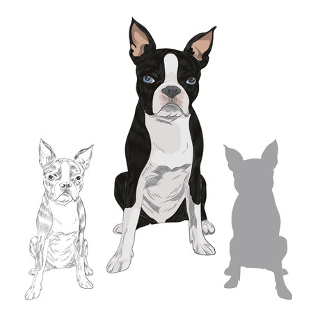 Boston Terrier dog breed isolated on white background. Purebred canine in sketch and silhouette for your design.のイラスト素材