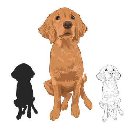 Golden Retriever puppy isolated on white background. Cute purebred puppy hand drawn sketch and silhouette.のイラスト素材