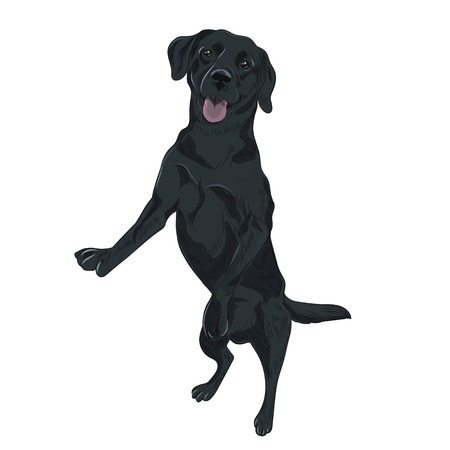 Black purebred canine isolated on white background. Black labrador dog jumping. Trained puppy for your design.のイラスト素材