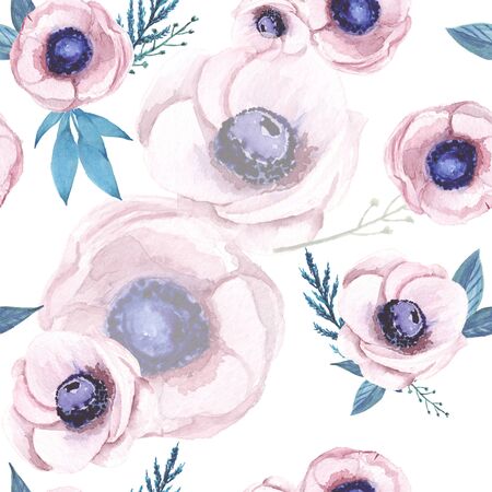 Pink wind flower on white background.の写真素材