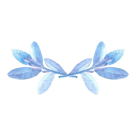 Blue leaves laurels isolated on white background.の写真素材