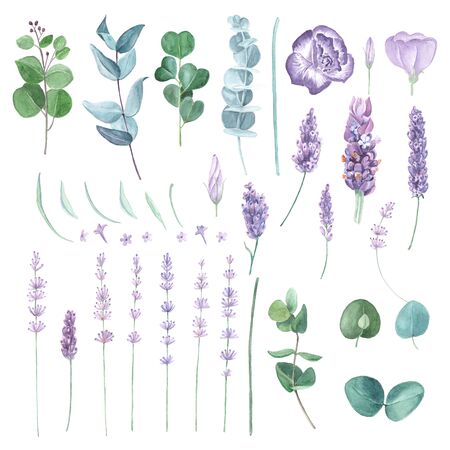 Lavender stems and eucalyptus leaves on white background. Watercolor botanical collection.の写真素材