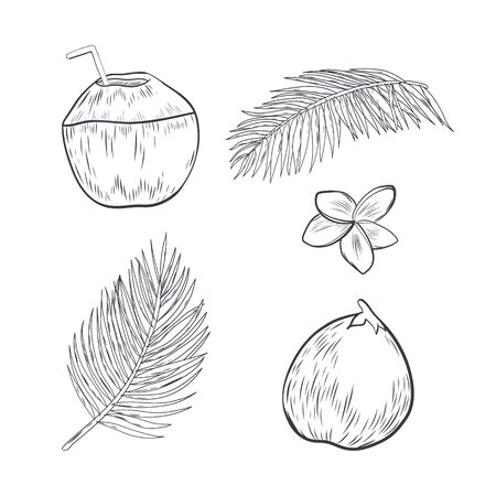 Hand drawn coconut and tropical elements. Plumeria flower and palm leaves isolated on white background.のイラスト素材